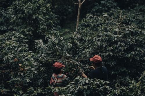 Preview image 36